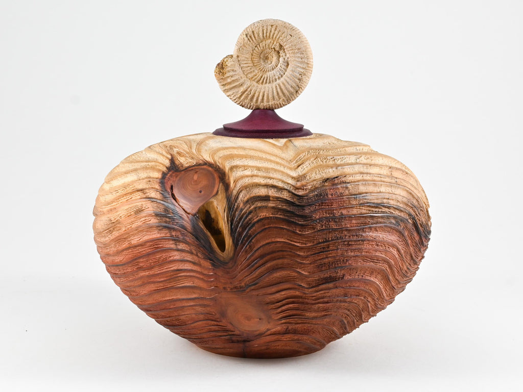 Handmade Sequoia Wood Urn, Ammonite lid ( 290 c.i)