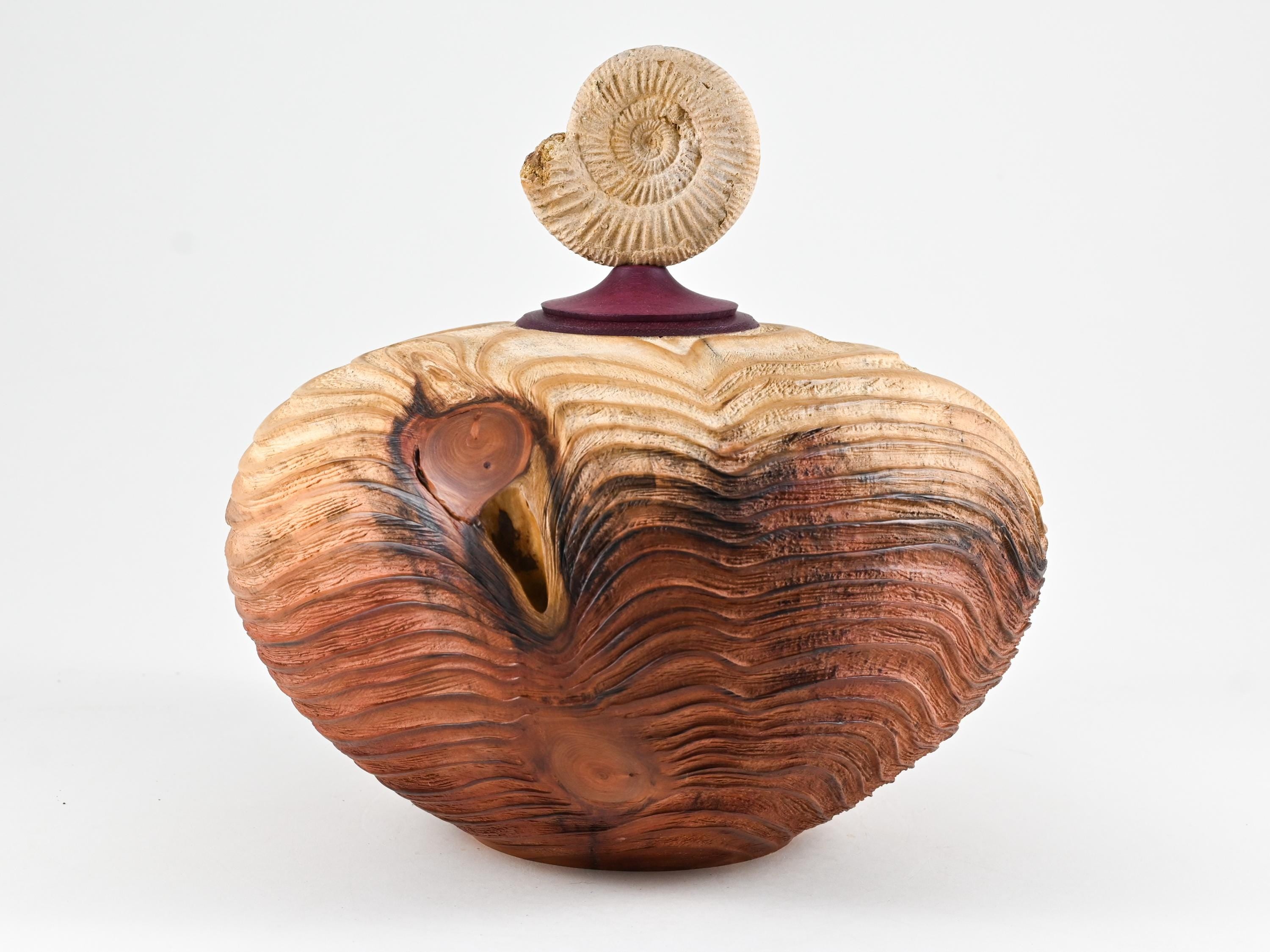 Handmade Sequoia Wood Urn, Ammonite lid ( 290 c.i)