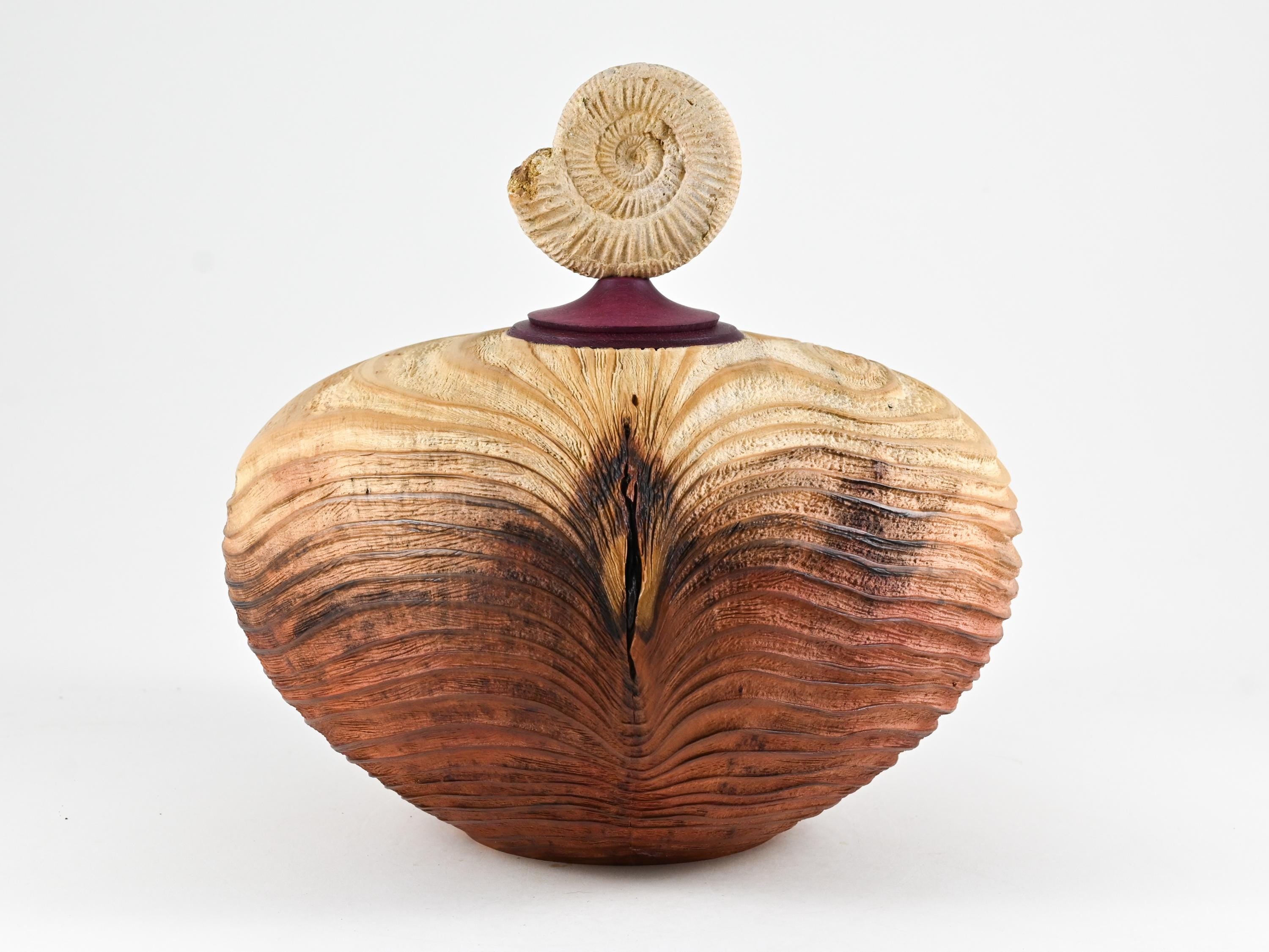 Handmade Sequoia Wood Urn, Ammonite lid ( 290 c.i)